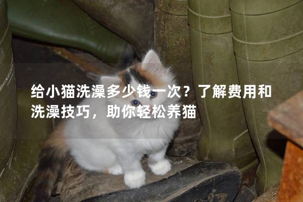 給小貓洗澡多少錢一次？了解費用和洗澡技巧，助你輕松養(yǎng)貓